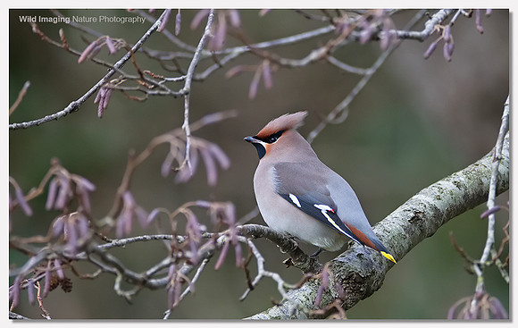 Waxwing - Bombycilla garrulus