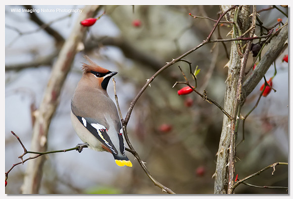 Waxwing - Bombycilla garrulus