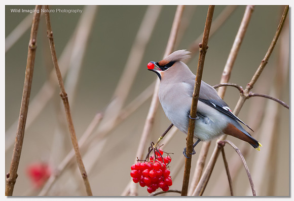 Waxwing - Bombycilla garrulus