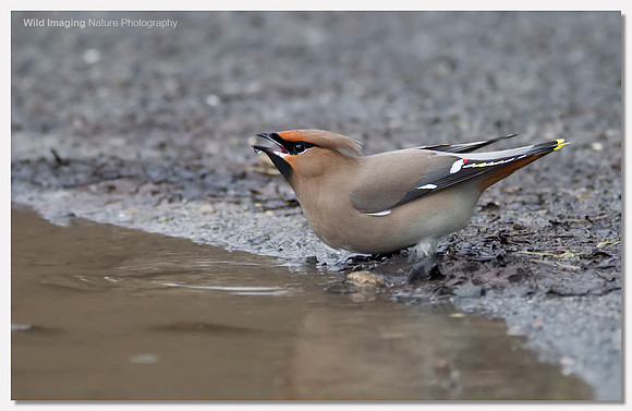 Waxwing - Bombycilla garrulus