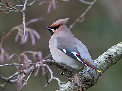 Waxwing - Bombycilla garrulus