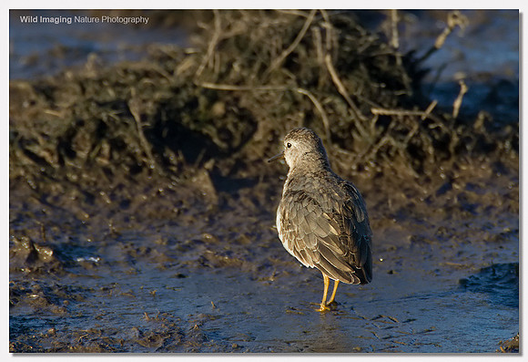 Temmink's stint - Calidris temminckii