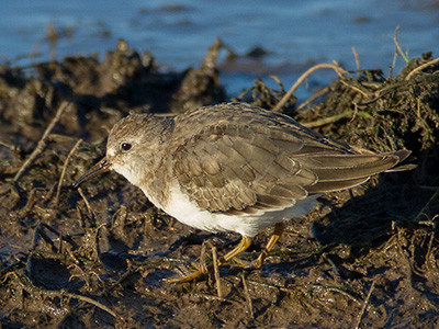 Temmink's stint - Calidris temminckii