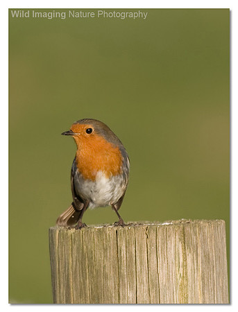 Robin - Erithacus rubecula