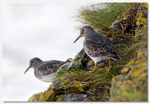 Purple sandpiper - Calidris maritima