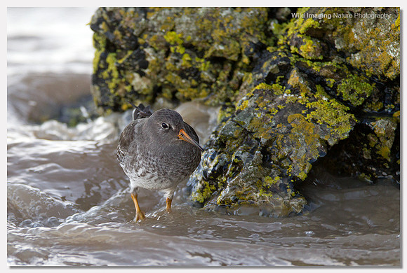 Purple sandpiper - Calidris maritima