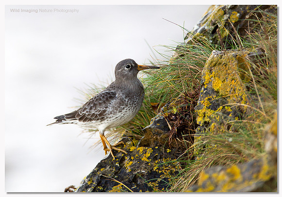 Purple sandpiper - Calidris maritima