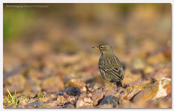 Rock pipit - Anthus petrosus