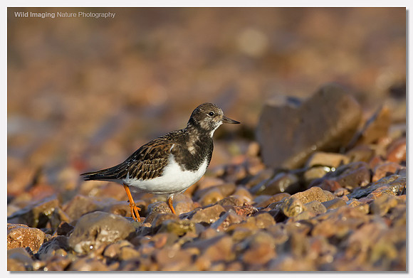 Turnstone - Arenaria interpres