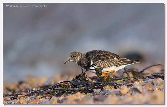 Turnstone - Arenaria interpres