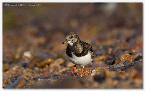 Turnstone - Arenaria interpres
