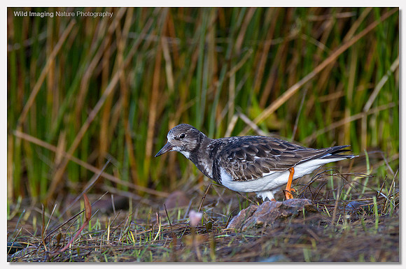 Turnstone - Arenaria interpres