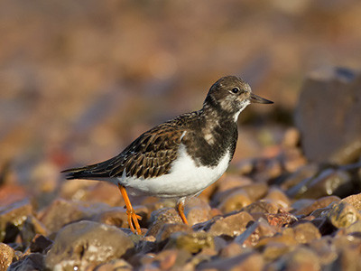 Turnstone - Arenaria interpres