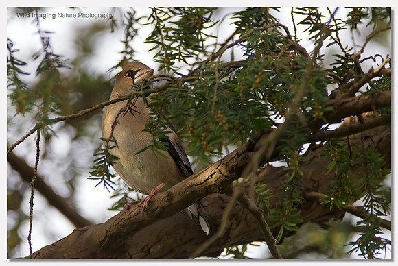 Hawfinch - Coccothraustes coccothraustes
