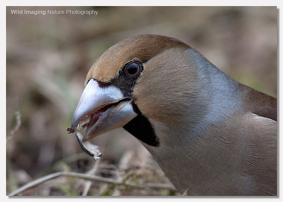 Hawfinch - Coccothraustes coccothraustes