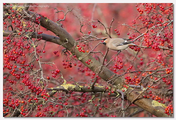 Waxwing - Bombycilla garrulus