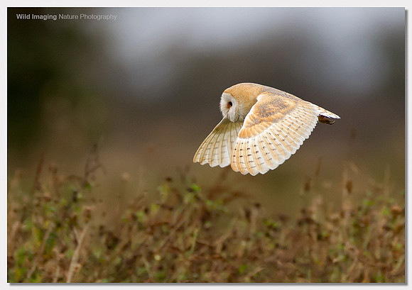 Barn owl - Tyto alba
