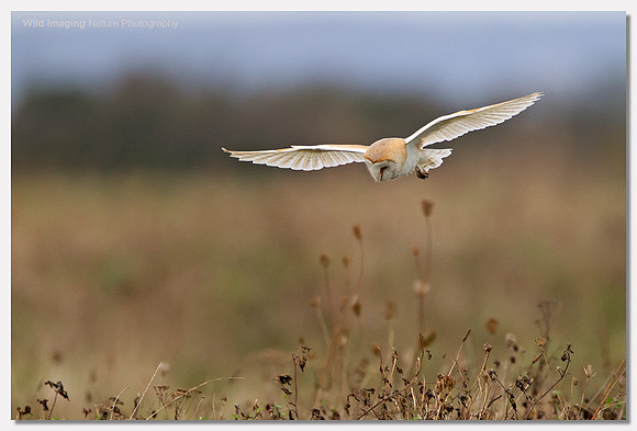 Barn owl - Tyto alba