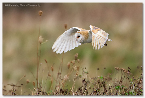 Barn owl - Tyto alba