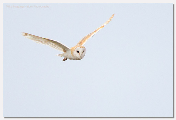 Barn owl - Tyto alba