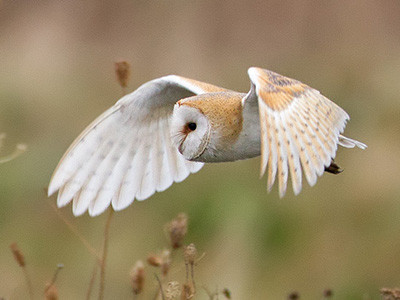 Barn owl - Tyto alba