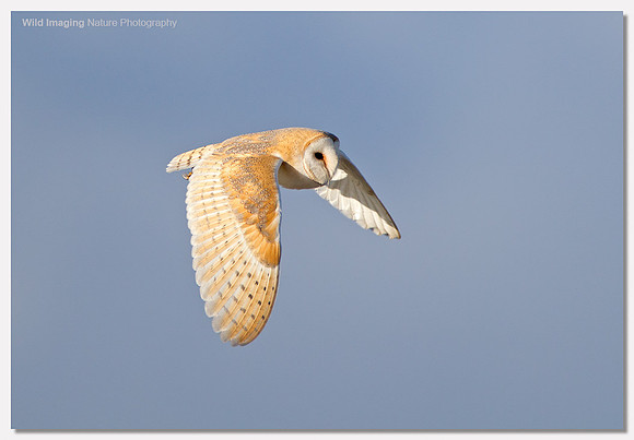 Barn owl - Tyto alba