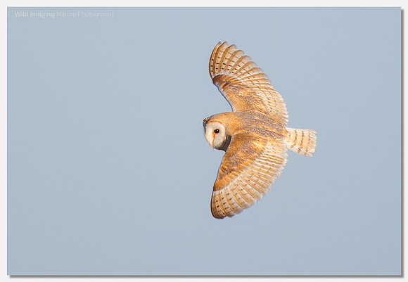 Barn owl - Tyto alba