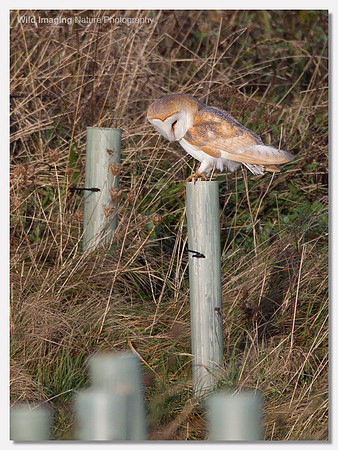 Barn owl - Tyto alba