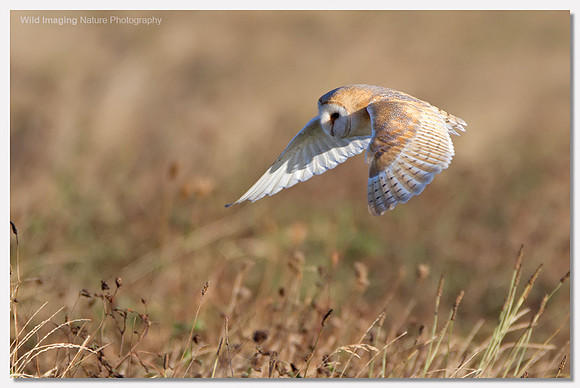 Barn owl - Tyto alba