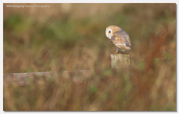 Barn owl - Tyto alba