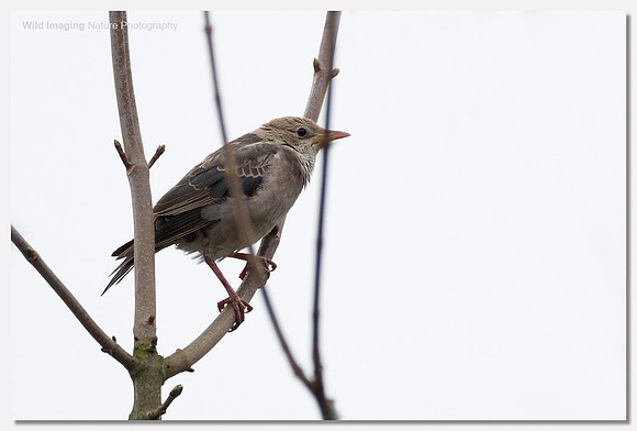 Rose-coloured starling - Pastor roseus