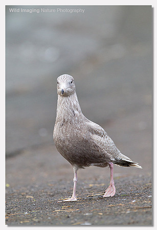 Glaucous gull - Larus hyperboreus