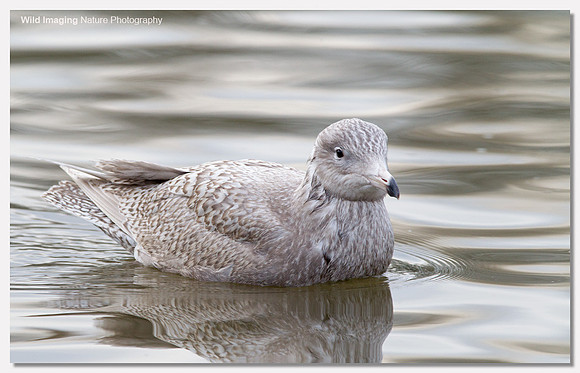 Glaucous gull - Larus hyperboreus