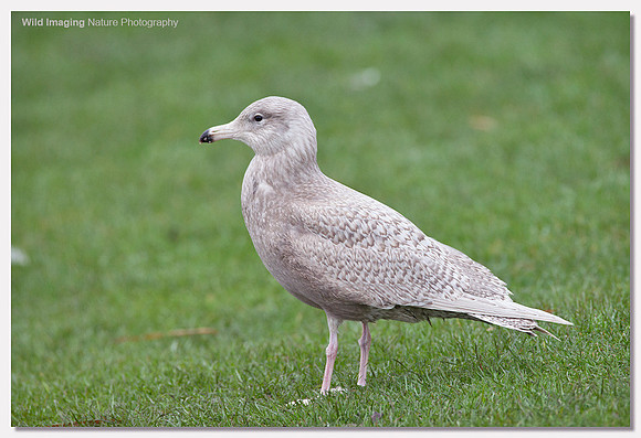 Glaucous gull - Larus hyperboreus