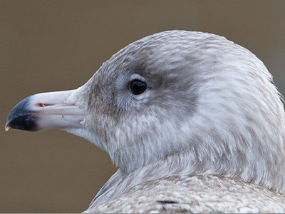 Glaucous gull - Larus hyperboreus