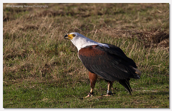 African Fish Eagle - Haliaeetus vocifer (Captive)