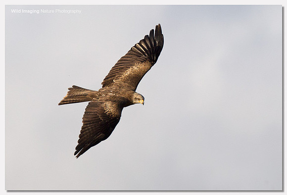 Black Kite - Milvus migrans (Captive)