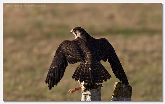 Peregrine falcon - Falco peregrinus (Captive)