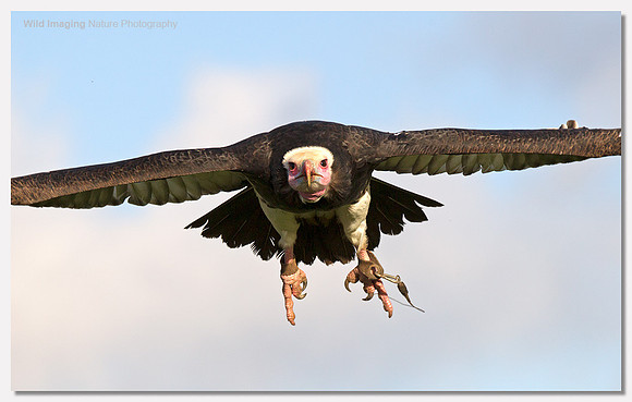 White-headed vulture - Trigonoceps occipitalis (Captive)
