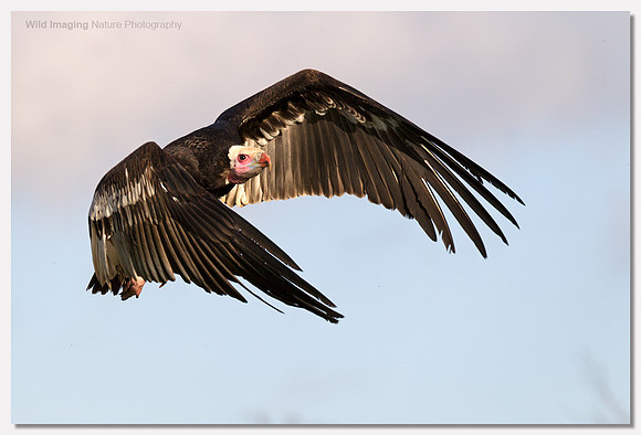 White-headed vulture - Trigonoceps occipitalis (Captive)