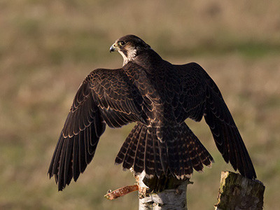 Peregrine falcon - Falco peregrinus