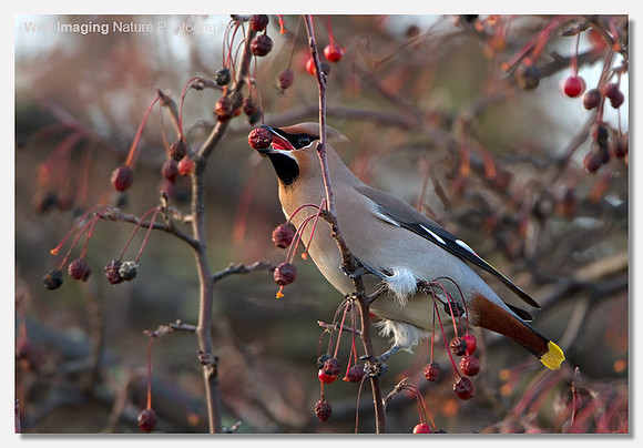 Waxwing - Bombycilla garrulus