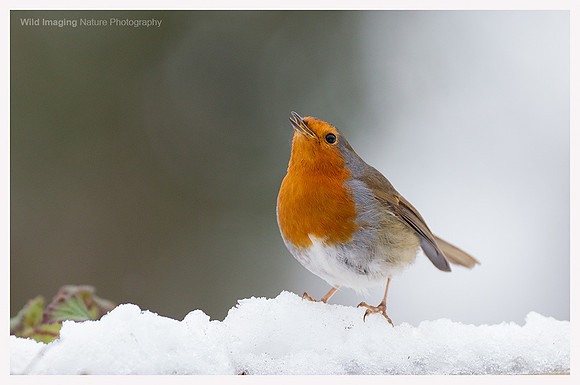 Robin - Erithacus rubecula