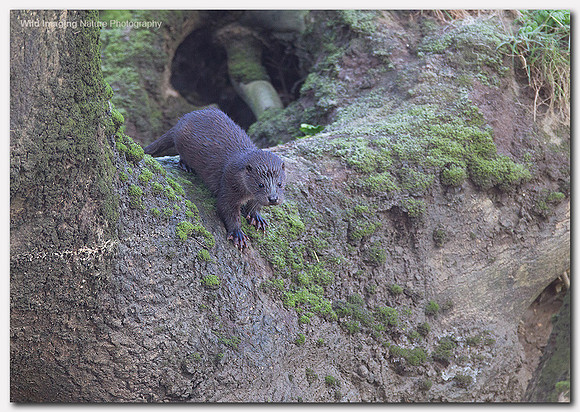 Otter - Lutra lutra