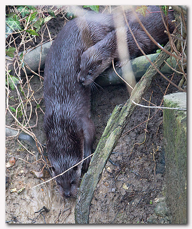 Otter - Lutra lutra