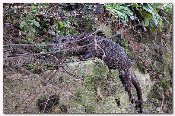 Otter - Lutra lutra