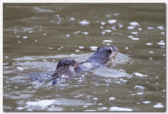 Otter - Lutra lutra