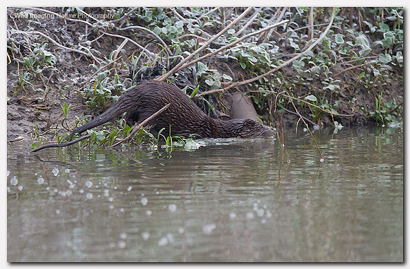Otter - Lutra lutra
