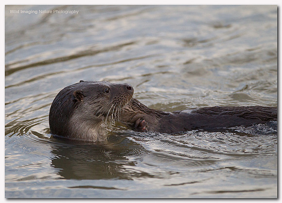 Otter - Lutra lutra