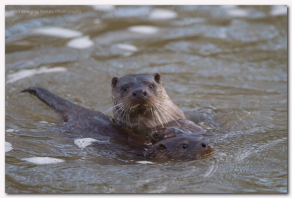 Otter - Lutra lutra
